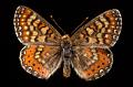 euphydryas desfontainii